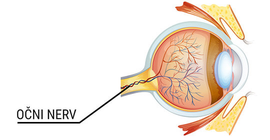 Očni nerv